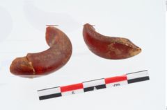 Foto von Bernsteinringperle (NHMW-PRAE-026447)